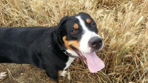 Yogi - a frustrated greeter, however with ongoing training he is now a much calmer dog on lead!