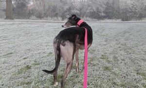 Tinker - a nervous greeter who I walk and train daily.