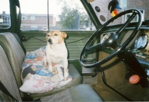 My previous reactive dog Sally, who's sadly passed away.
