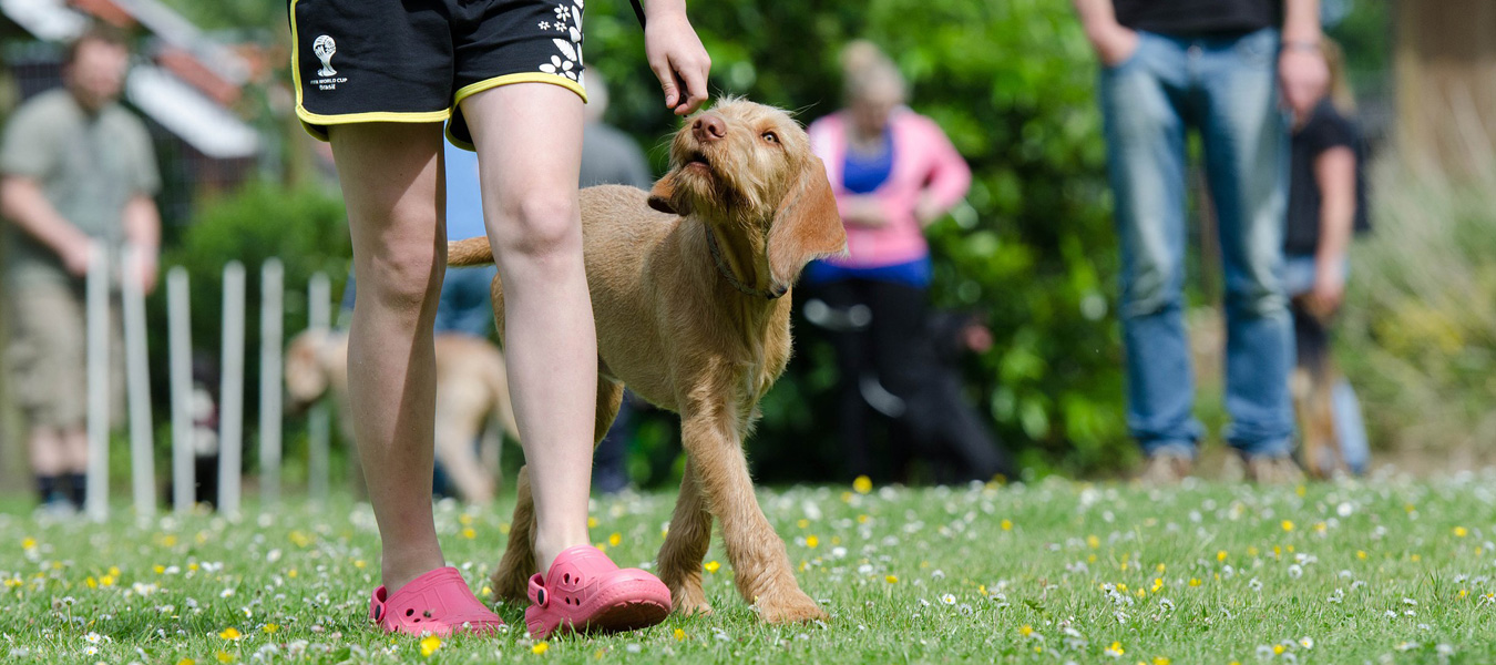 Dog Training & Pet Behaviour Social Paws