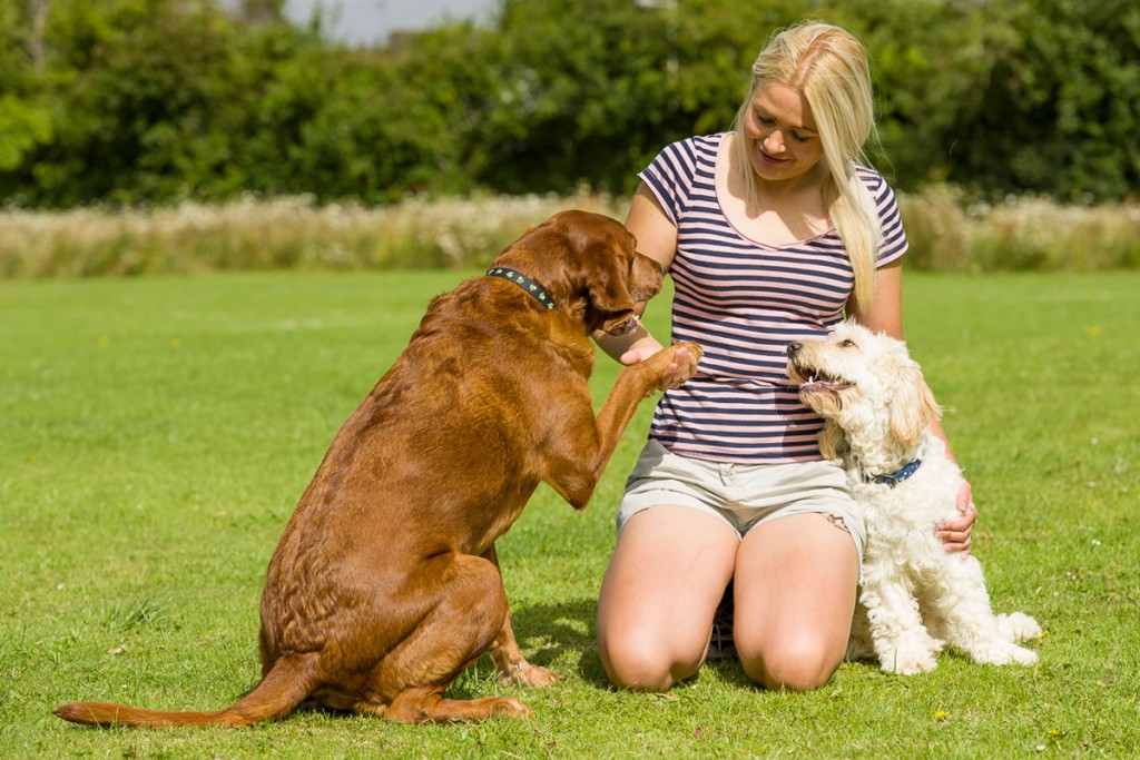 Dog Behaviour Social Paws