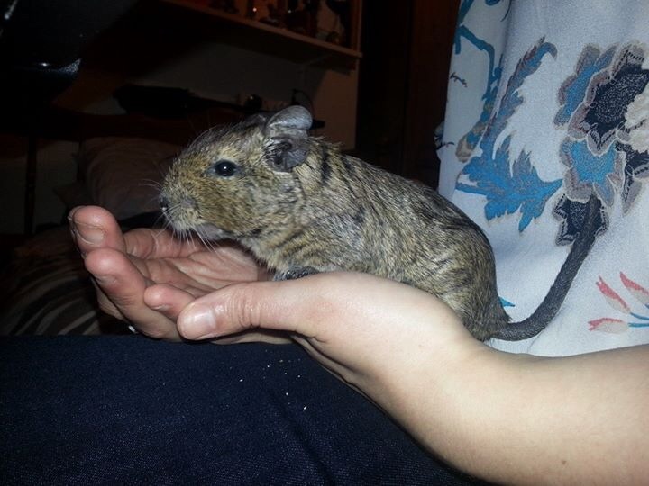 Cheltenham degu care Social Paws